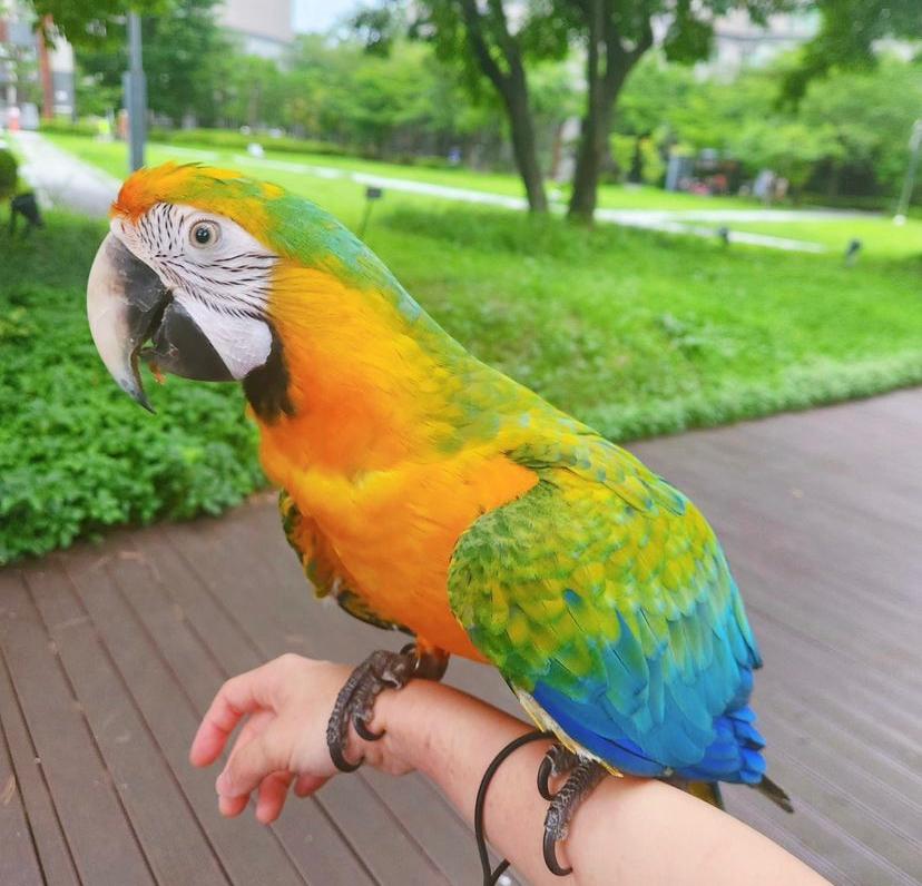 Macaw parrot 